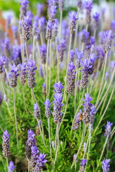 Lavandula dentata 'Royal Crown'