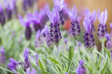 Lavande papillon Lavandula stoechas 5-10 pot P9 Lavandula stoechas