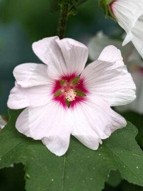 Lavatère Lavatera olbia 'Blushing Bride' 5-10 pot P9 Lavatera olbia 'Blushing Bride'