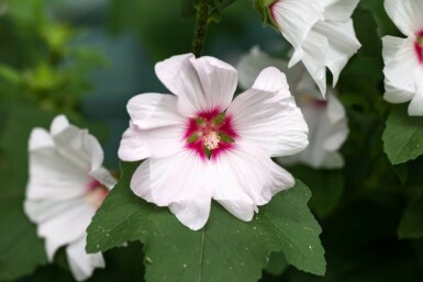 Lavatère Lavatera olbia 'Blushing Bride' 5-10 pot P9 Lavatera olbia 'Blushing Bride'
