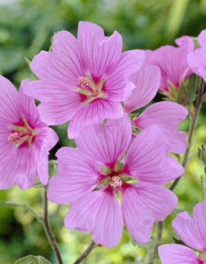 Mauve royale Lavatera olbia 'Bredon Springs' 5-10 pot P9 Lavatera olbia 'Bredon Springs'
