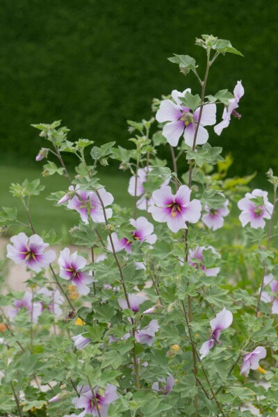 Lavatère maritime Lavatera maritima 5-10 pot P9 Lavatera maritima