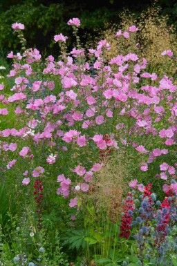 Mauve en arbre Lavatera olbia 'Rosea' 5-10 pot P9 Lavatera olbia 'Rosea'