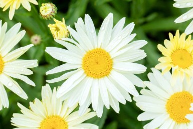 Marguerite Leucanthemum superbum 'Banana Cream' 5-10 pot P9 Leucanthemum superbum 'Banana Cream'