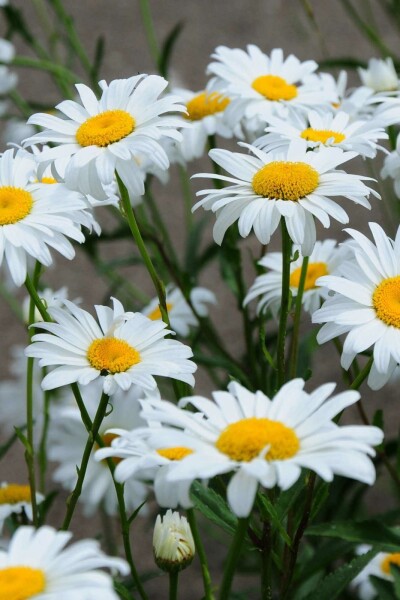 Marguerite Leucanthemum superbum 'Becky' 5-10 pot P9 Leucanthemum superbum 'Becky'