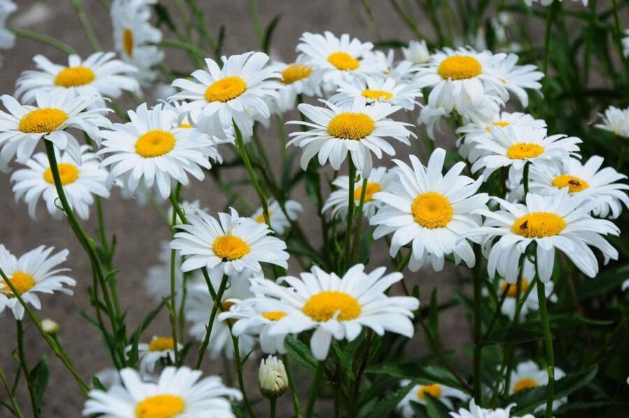Marguerite Leucanthemum superbum 'Becky' 5-10 pot P9 Leucanthemum superbum 'Becky'
