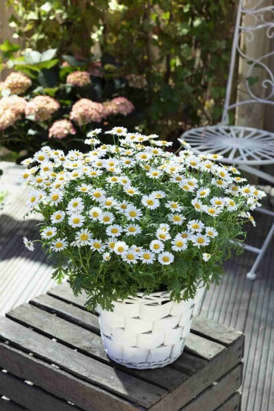 Leucanthème commun Leucanthemum vulgare 5-10 pot P9 Leucanthemum vulgare