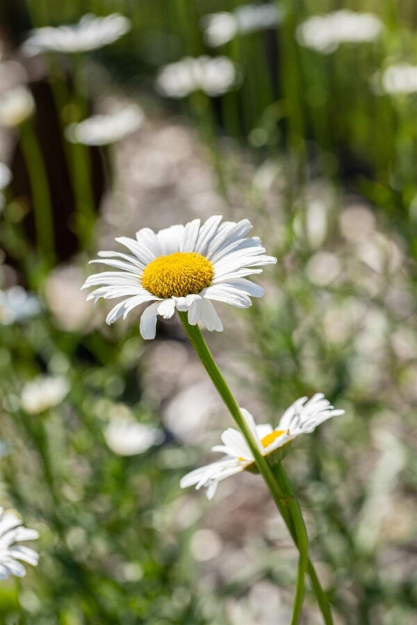 Leucanthème commun Leucanthemum vulgare 5-10 pot P9 Leucanthemum vulgare