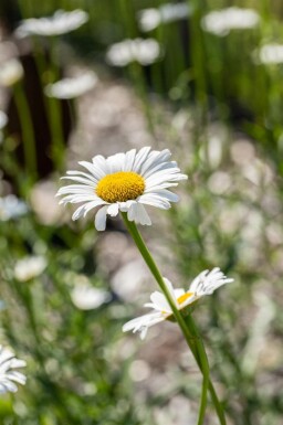 Leucanthème commun Leucanthemum vulgare 5-10 pot P9 Leucanthemum vulgare