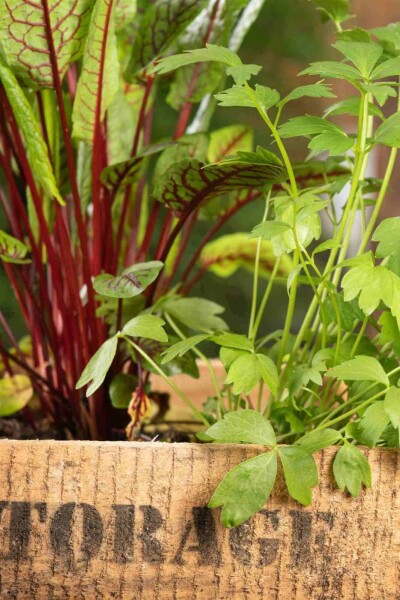 Livèche Levisticum officinale 5-10 pot P9 Levisticum officinale