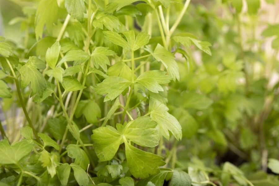 Livèche Levisticum officinale 5-10 pot P9 Levisticum officinale