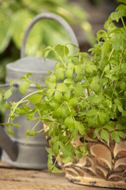 Livèche Levisticum officinale 5-10 pot P9 Levisticum officinale