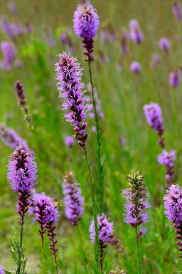 Liatris pycnostachya