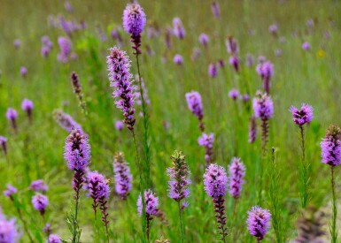 Liatris pycnostachya