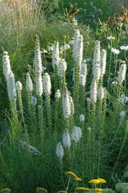 Liatris spicata 'Alba'
