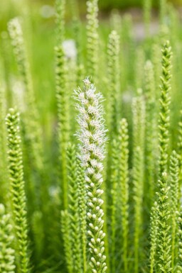 Liatris spicata 'Alba'