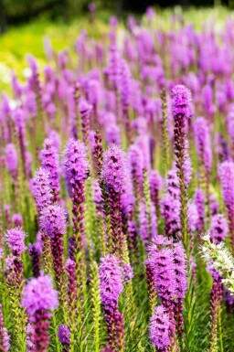 Plume du kansas Liatris spicata 5-10 pot P9 Liatris spicata