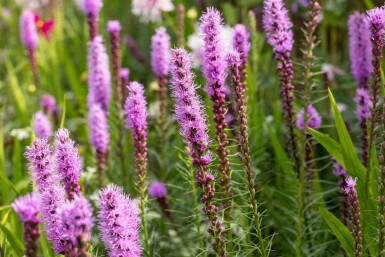 Plume du kansas Liatris spicata 5-10 pot P9 Liatris spicata