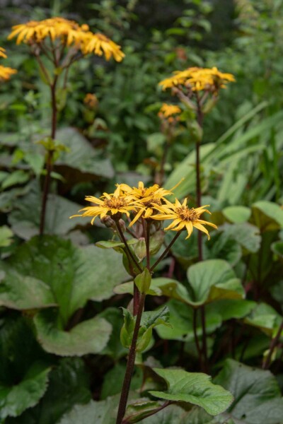 Ligulaire dentée Ligularia dentata 'Desdemona' 5-10 pot P9 Ligularia dentata 'Desdemona'