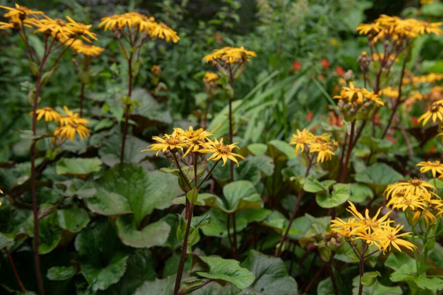 Ligulaire dentée Ligularia dentata 'Desdemona' 5-10 pot P9 Ligularia dentata 'Desdemona'
