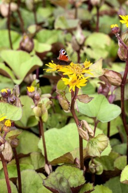 Ligulaire dentée Ligularia dentata 5-10 pot P9 Ligularia dentata