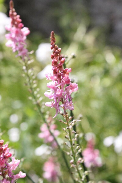 Linaire pourpre Linaria purpurea 'Canon J. Went' 5-10 pot P9 Linaria purpurea 'Canon J. Went'