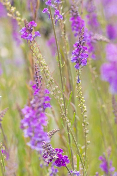 Linaire pourpre Linaria purpurea 5-10 pot P9 Linaria purpurea