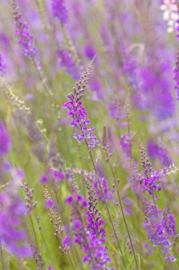 Linaria purpurea