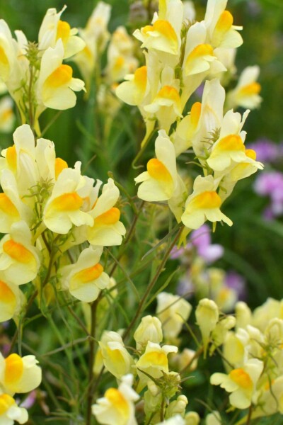 Linaire commune Linaria vulgaris 5-10 pot P9 Linaria vulgaris