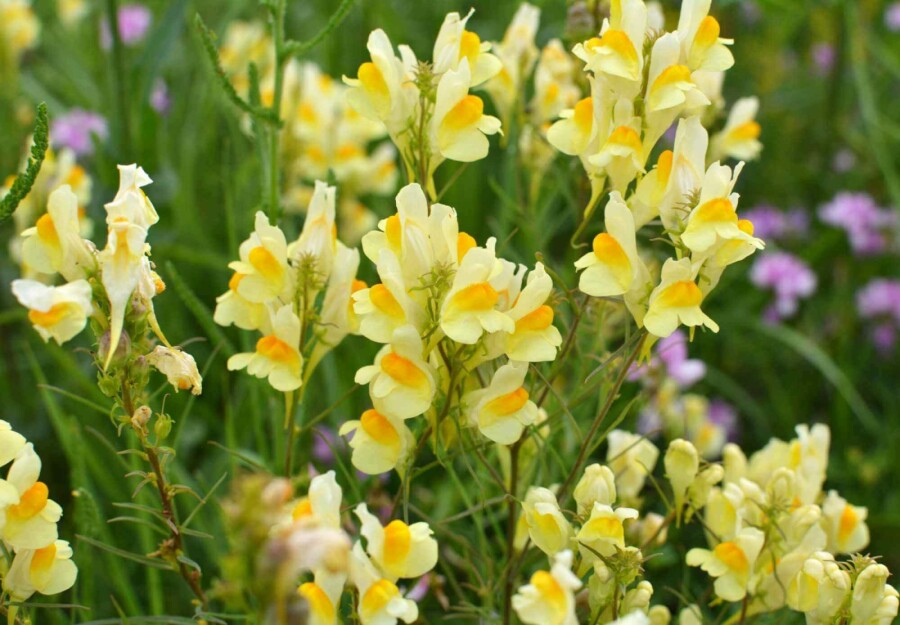 Linaire commune Linaria vulgaris 5-10 pot P9 Linaria vulgaris