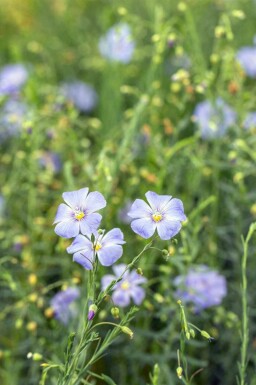 Lin bleu Linum perenne 5-10 pot P9 Linum perenne