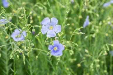 Lin bleu Linum perenne 5-10 pot P9 Linum perenne