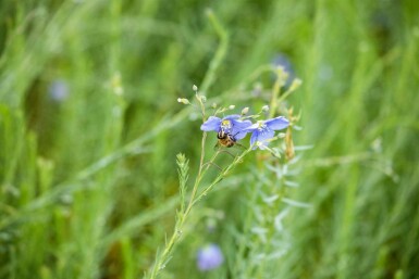 Lin bleu Linum perenne 5-10 pot P9 Linum perenne