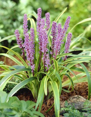 Liriope muscari à feuillage doré Liriope muscari 'Gold Banded' 5-10 pot P9 Liriope muscari 'Gold Banded'