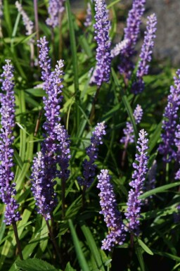 Muguet du japon Liriope muscari 'Ingwersen' 5-10 pot P9 Liriope muscari 'Ingwersen'
