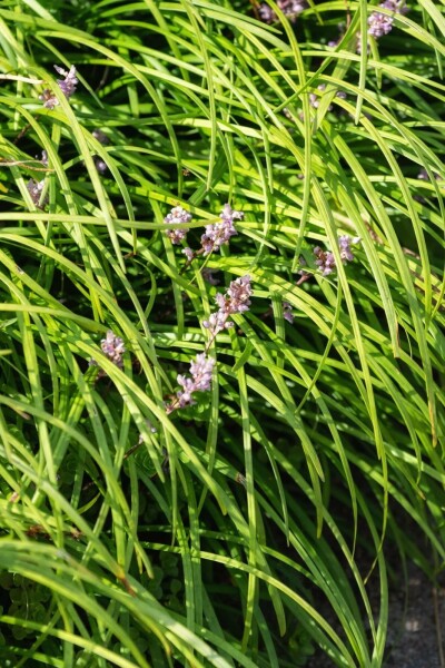 Liriope spicata