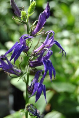 Cardinal bleu Lobelia siphilitica 5-10 pot P9 Lobelia siphilitica