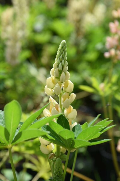 Lupin Lupinus 'Chandelier' 5-10 pot P9 Lupinus 'Chandelier'