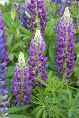 Lupin bleu Lupinus 'Gallery Blue' 5-10 pot P9 Lupinus 'Gallery Blue'