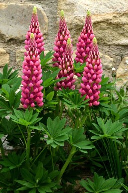 Lupin Lupinus 'Gallery Red' 5-10 pot P9 Lupinus 'Gallery Red'