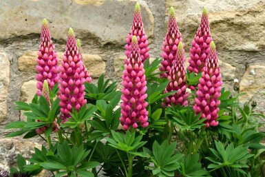 Lupin Lupinus 'Gallery Red' 5-10 pot P9 Lupinus 'Gallery Red'