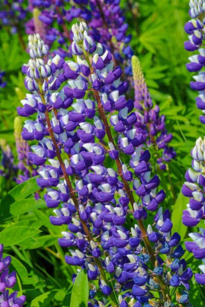 Lupin Lupinus 'The Governor' 5-10 pot P9 Lupinus 'The Governor'