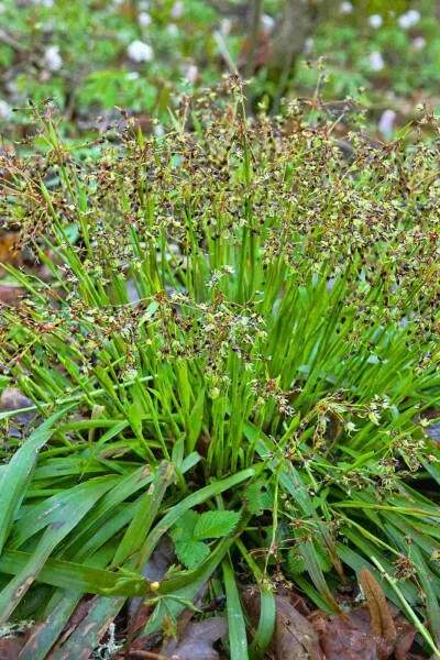 Luzule poilue Luzula pilosa 5-10 pot P9 Luzula pilosa