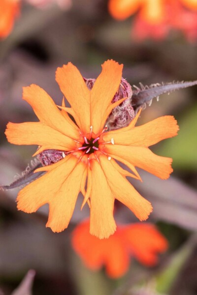 Lychnis de vésuve Lychnis arkwrightii 'Vesuvius' 5-10 pot P9 Lychnis arkwrightii 'Vesuvius'