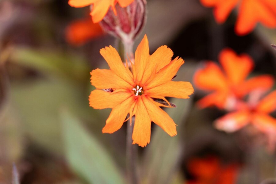Lychnis de vésuve Lychnis arkwrightii 'Vesuvius' 5-10 pot P9 Lychnis arkwrightii 'Vesuvius'