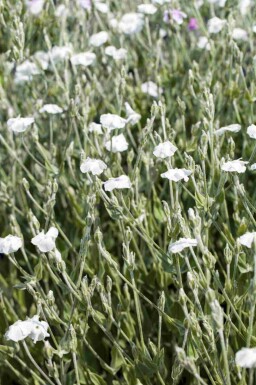 Coquelourde des jardins Lychnis coronaria 'Alba' 5-10 pot P9 Lychnis coronaria 'Alba'