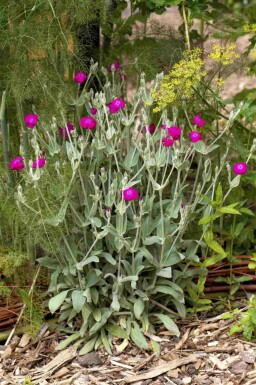 Coquelourde des jardins Lychnis coronaria 5-10 pot P9 Lychnis coronaria
