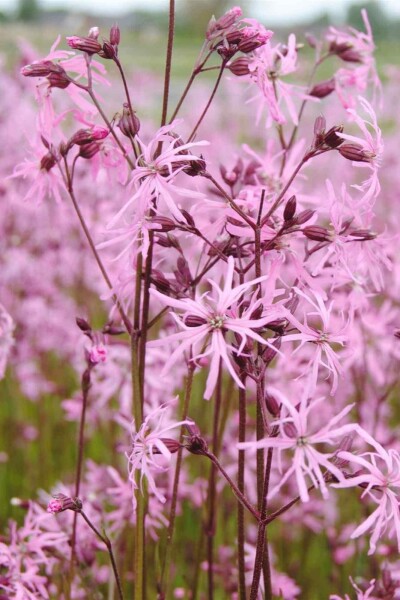 Fleur de coucou Lychnis flos-cuculi 5-10 pot P9 Lychnis flos-cuculi