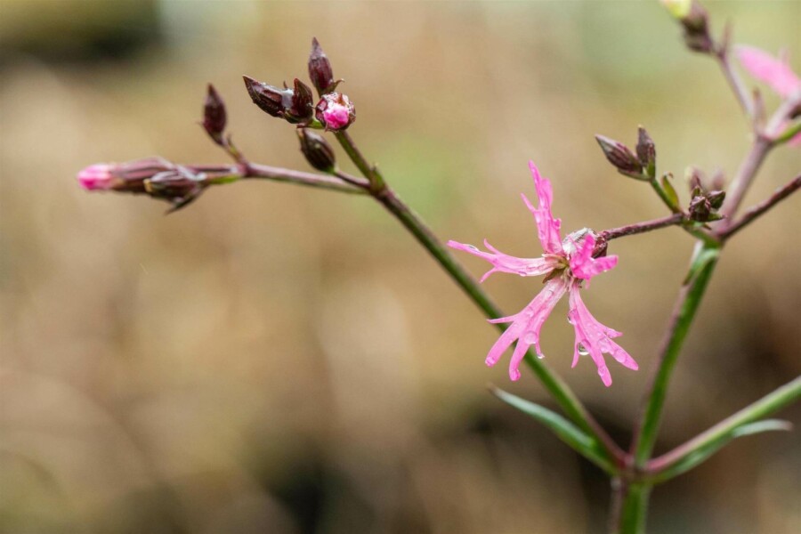 Fleur de coucou Lychnis flos-cuculi 5-10 pot P9 Lychnis flos-cuculi