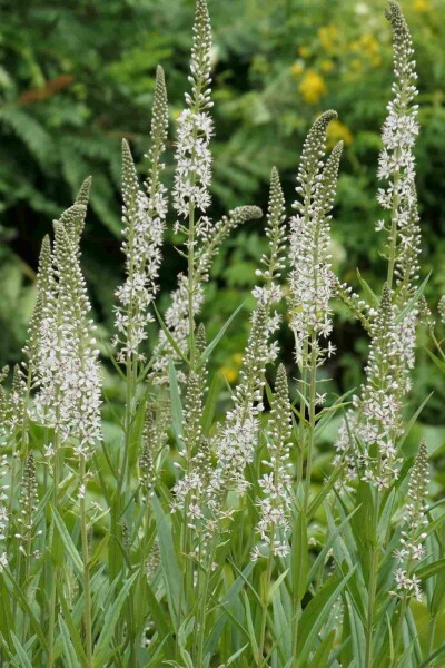 Lysimaque blanche Lysimachia ephemerum 5-10 pot P9 Lysimachia ephemerum